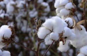 Brasil investe em algodão com identidade latino-americana