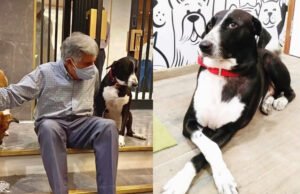 Ratan Tata deixa parte de sua fortuna milionária para seu cachorro Tito