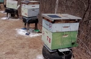 Impulsiona Ceará instala primeiras colmeias inteligentes em Crateús e Independência