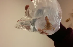 Alerta: Acidentes com escorpião somam mais de 202 mil notificações em 2023