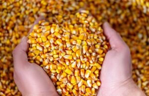 Governo do Ceará isenta agricultores de 133 cidades do reembolso das sementes e mudas referentes à safra 2023/2024