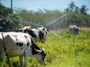 O leite em Quixeramobim: o outro ouro branco em risco