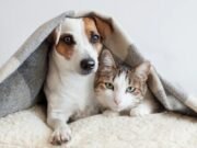 Ansiedade é eleita a palavra de 2024; relação com pets pode aliviar sintomas