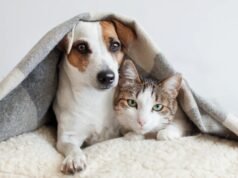Projeto prevê dedução de despesas com cães e gatos no Imposto de Renda