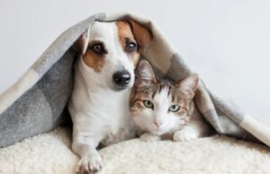 Ansiedade é eleita a palavra de 2024; relação com pets pode aliviar sintomas