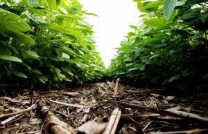 Regulamentação de bioinsumos é aprovada no Senado e vai à sanção