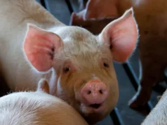 Vamos viajar no tempo?