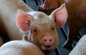 Vamos viajar no tempo?