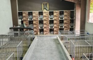 PF apreende galos de briga e animais silvestres na Região Metropolitana de Fortaleza