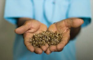 29º Encontro dos Profetas da Chuva acontece neste sábado, 11, em Quixadá