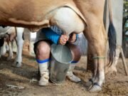 XIX ENEL em Quixadá: Sertão Central será palco do maior encontro do setor leiteiro do Nordeste