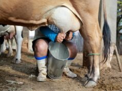 Leite pode ficar mais barato com aumento da produção no Ceará em 2025