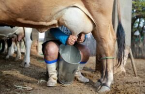 XIX ENEL em Quixadá: Sertão Central será palco do maior encontro do setor leiteiro do Nordeste