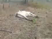 VÍDEO: Queda de raio mata 18 cabeças de gado em Lavras da Mangabeira durante chuva