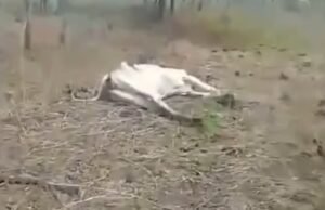VÍDEO: Queda de raio mata 18 cabeças de gado em Lavras da Mangabeira durante chuva
