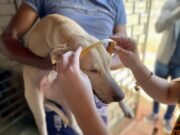 Centec e Sepa realizam quase 100 mil atendimentos veterinários em menos de 1 ano