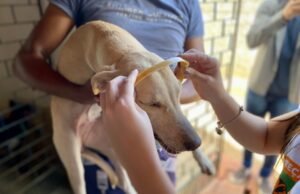 Centec e Sepa realizam quase 100 mil atendimentos veterinários em menos de 1 ano