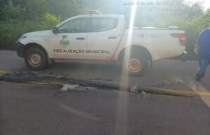 VÍDEO: sucuri grávida é atropelada e expele mais de 100 filhotes da barriga