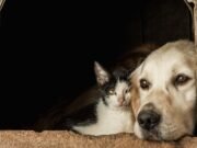 Dezembro Verde: mês de prevenção ao abandono e aos maus-tratos de animais