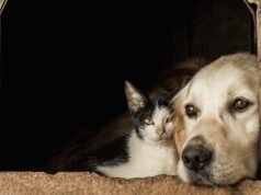 Dezembro Verde: mês de prevenção ao abandono e aos maus-tratos de animais