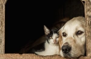 Cães e gatos resgatados no Distrito Federal terão auxílio financeiro para manutenção e cuidados