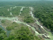 Pesquisa com bactérias na Amazônia pode desenvolver novos medicamentos