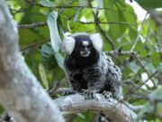 Ceará confirma caso de raiva humana em mulher mordida por sagui