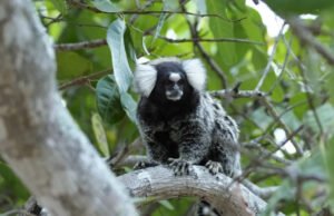Ceará confirma caso de raiva humana em mulher mordida por sagui