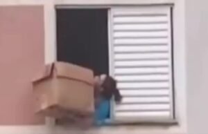 Mulher salva cachorro de queda do último andar com caixa de papelão