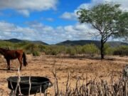 Acopiara obtém reconhecimento federal de situação de emergência devido à estiagem