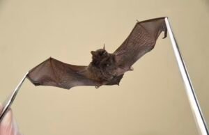 Nova variante do coronavírus é detectada em morcegos de Fortaleza