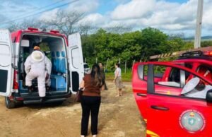 Idoso é atacado por abelhas em Canindé