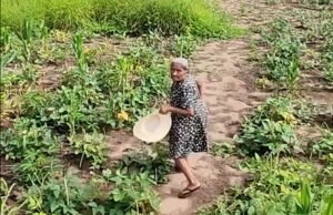 Avó se assusta ao ser gravada por drone do neto no interior do Ceará