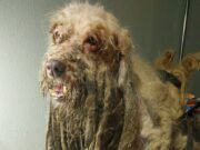 Poodle resgatado de maus-tratos permanece internado; ONG lança campanha para custear tratamento