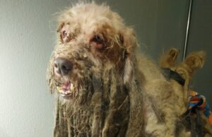 Poodle resgatado de maus-tratos permanece internado; ONG lança campanha para custear tratamento