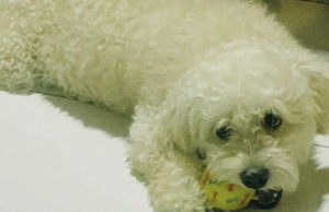 Tutor de pitbulls é indiciado após ataque em Quixadá