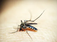 Dia D de combate ao Aedes aegypti ocorre neste sábado em todo o país
