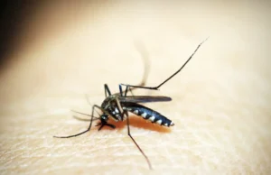 Dia D de combate ao Aedes aegypti ocorre neste sábado em todo o país