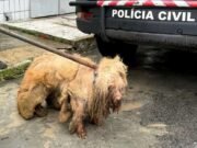 Maus-tratos aos animais: um crime que reflete nossa falha como sociedade