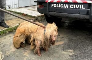 Maus-tratos aos animais: um crime que reflete nossa falha como sociedade