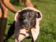 Como proteger os animais dos extremos de temperatura?