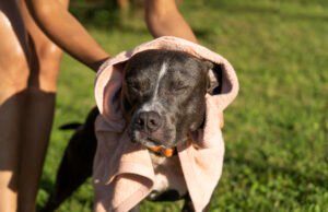 Como proteger os animais dos extremos de temperatura?