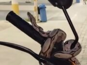 Cobra transforma moto em ‘ninho’ improvisado na cidade de Quixadá