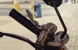 Cobra transforma moto em ‘ninho’ improvisado na cidade de Quixadá