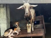 Animais especiais perdem a vida em enchente e abrigo pede socorro no Ceará