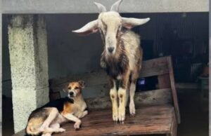 Animais especiais perdem a vida em enchente e abrigo pede socorro no Ceará