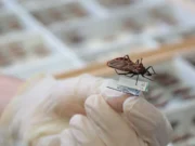 Inação política em Quixadá impede erradicação de Chagas