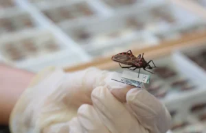 Inação política em Quixadá impede erradicação de Chagas