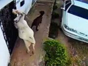 Cabras são flagradas ‘saqueando’ pães de portão de residência em Boa Viagem