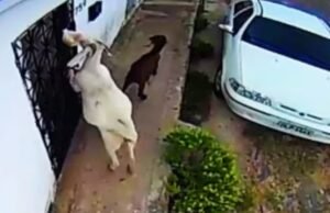 Cabras são flagradas ‘saqueando’ pães de portão de residência em Boa Viagem
